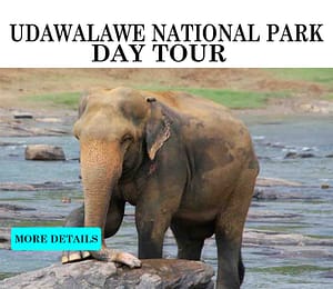 udawalawe safari day tour