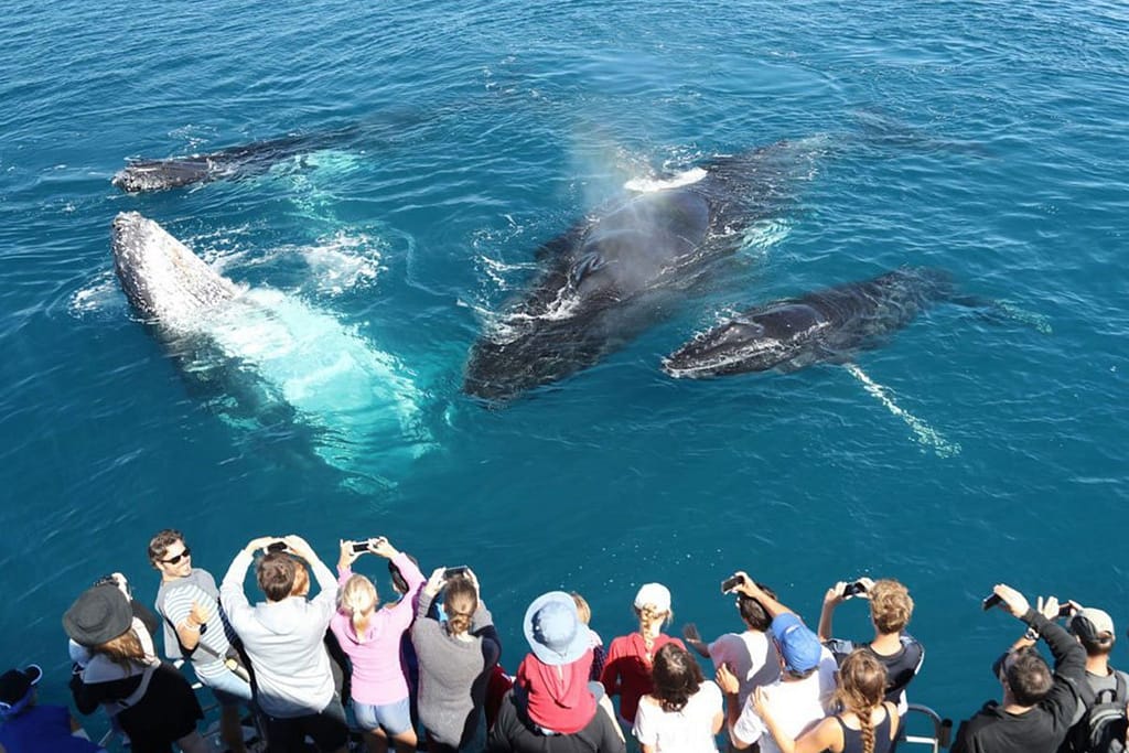 Whale Watching Experience in Mirissa