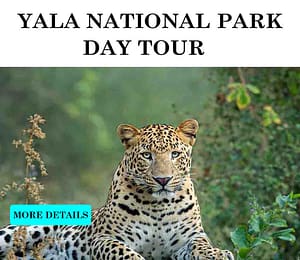 yala day tour
