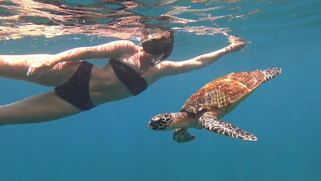 sri lanka swimming with turtles